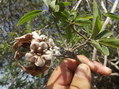 Cordia sonorae