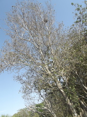 Cordia sonorae