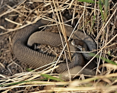 Vipera renardi