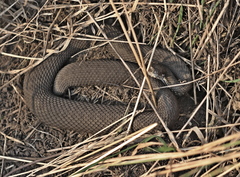 Vipera renardi