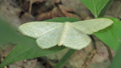 Scopula limboundata