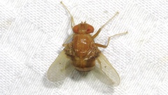 Ormia ochracea