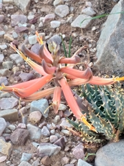 Aloe longistyla
