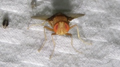 Ormia ochracea