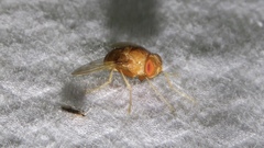 Ormia ochracea