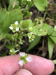 Echinodorus berteroi