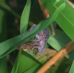 Oncometopia capricornis