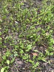 Echinodorus berteroi