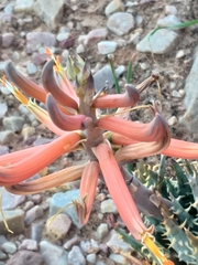 Aloe longistyla