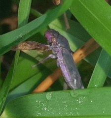 Oncometopia capricornis