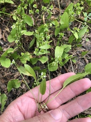 Echinodorus berteroi