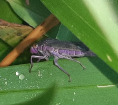 Oncometopia capricornis