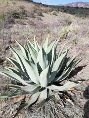 Agave durangensis