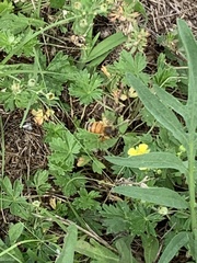 Apis mellifera