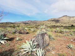Agave durangensis