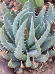 Aloe humilis