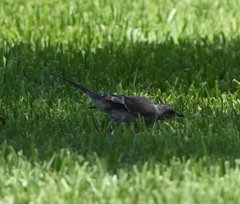 Mimus polyglottos image