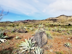 Agave durangensis