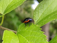 Chrysolina sanguinolenta