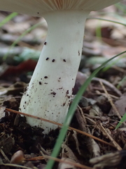 Virescentinae