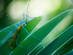 Tithonophasma tithonus