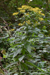 Senecio nemorensis