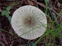 Virescentinae