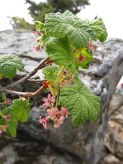Ribes acerifolium