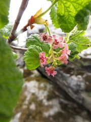 Ribes acerifolium