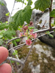 Ribes acerifolium