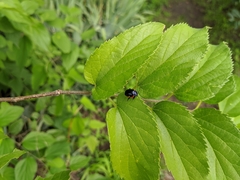 Chrysolina sanguinolenta