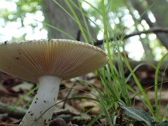 Virescentinae