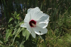 Hibiscus lasiocarpos