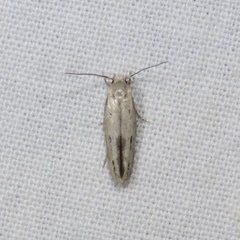 Mompha brevivittella