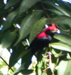 Antilophia galeata
