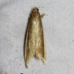 Donacaula albicostellus