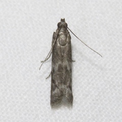 Eurythmia angulella