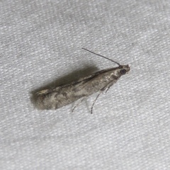 Eurythmia angulella
