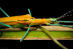 Tithonophasma tithonus