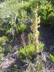 Pedicularis bracteosa
