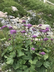 Adenostyles alliariae