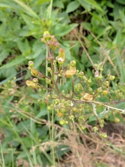 Scrophularia lanceolata