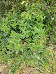 Scrophularia lanceolata