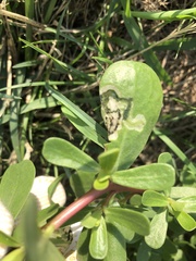Schizocerella pilicornis