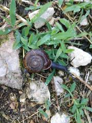 Campylaea illyrica
