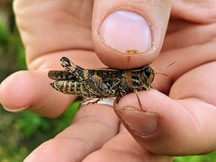 Calliptamus italicus