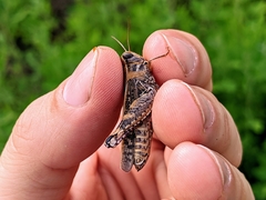 Calliptamus italicus