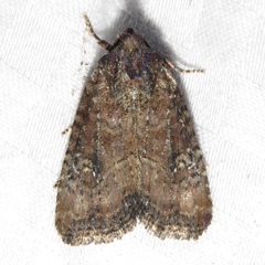 Mesapamea fractilinea