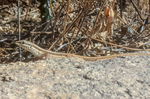 Pushkar small-scaled snake-eye, Ophisops pushkarensis