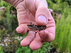 Calliptamus italicus